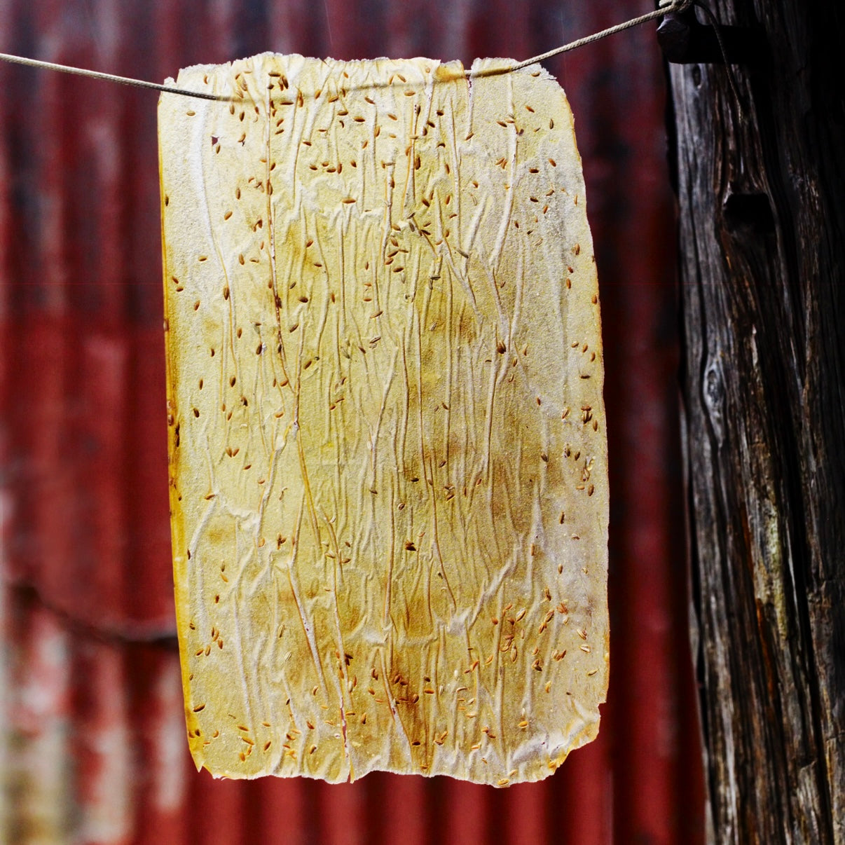Crab apple & fennel seed leather
