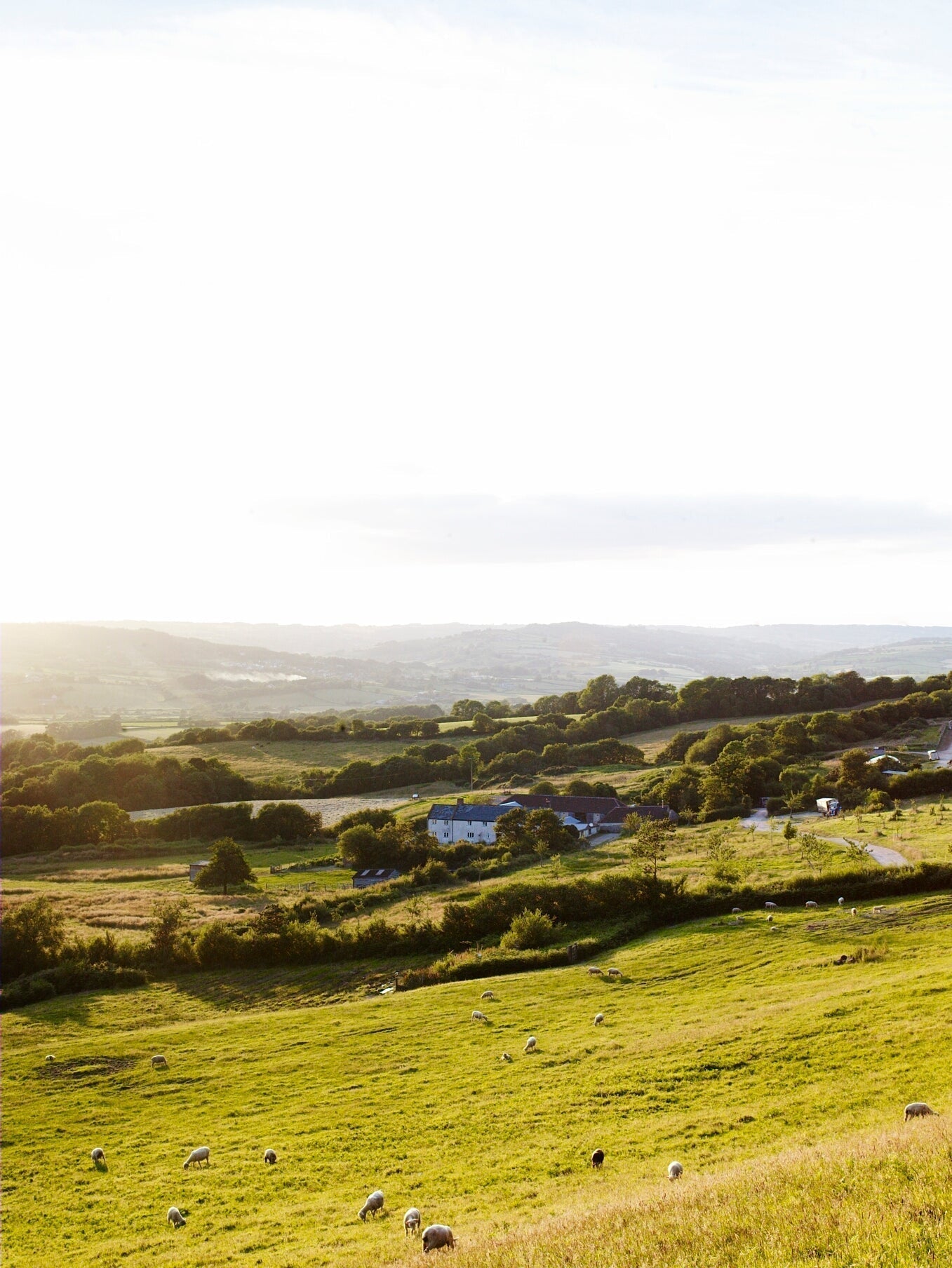 A few words on Mutton