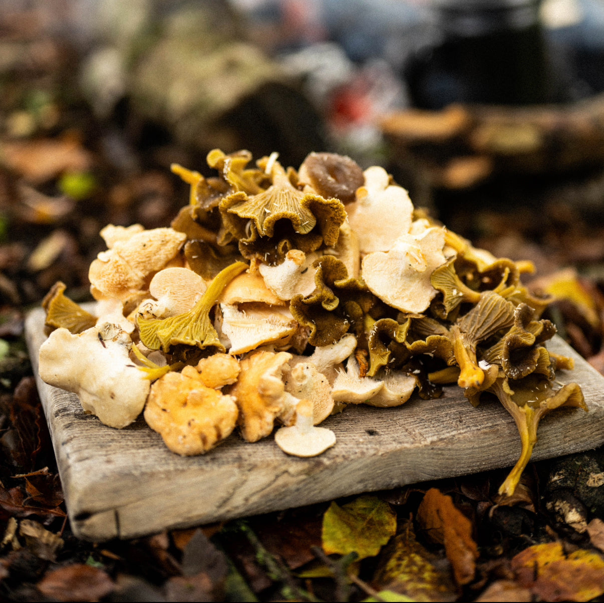 Fried wild mushrooms