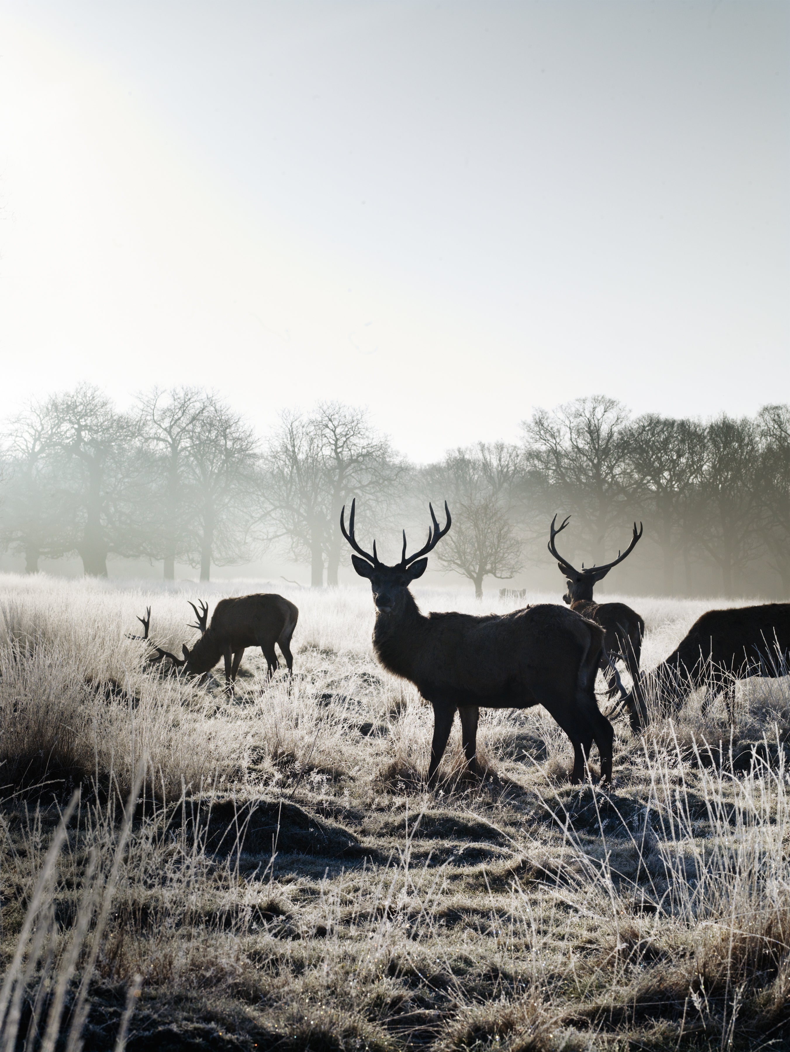 The killing of a sacred deer